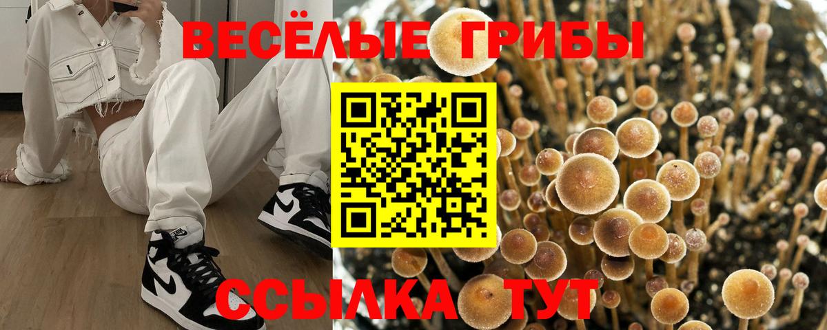 Боровичи  Псилоцибиновые грибы MAGIC MUSHROOMS  Вход с VPN 