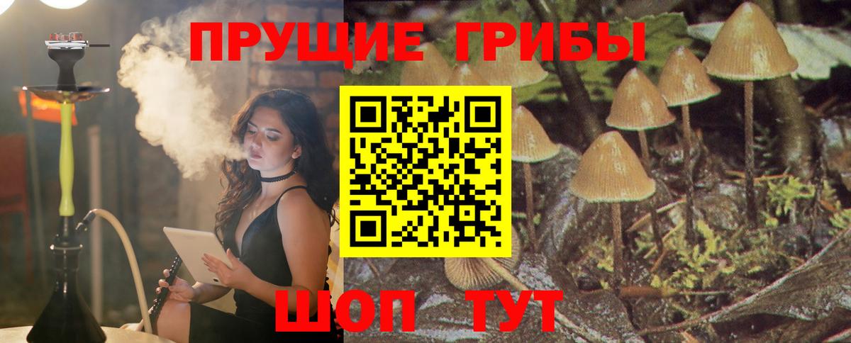 Псилоцибиновые грибы Cubensis Боровичи
